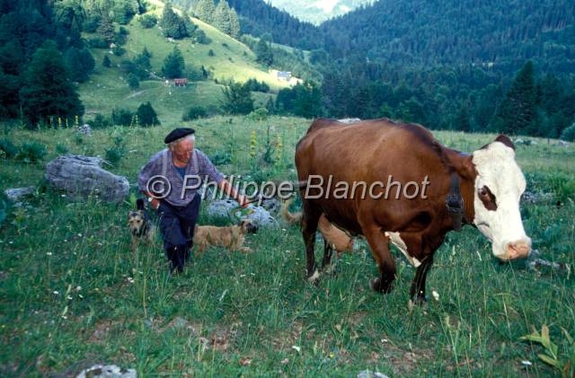 tomme de savoie 05.JPG - Retour des paturâgesAlpageMassif des BaugesSavoieFrance